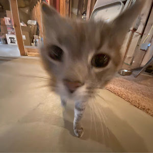 Meet your Posher, Miley